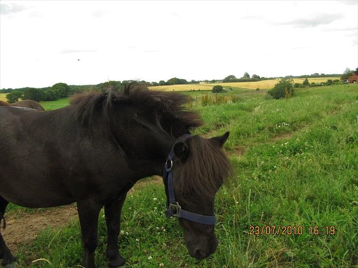 Shetlænder Lukas  billede 5