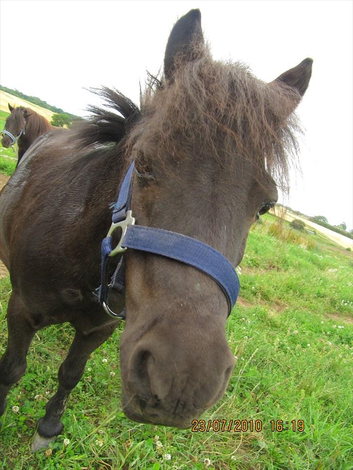 Shetlænder Lukas  billede 6