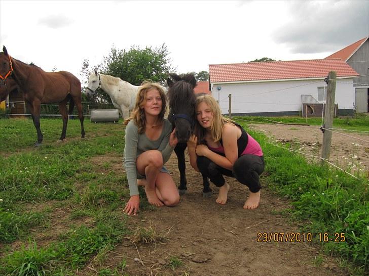 Shetlænder Lukas  billede 7