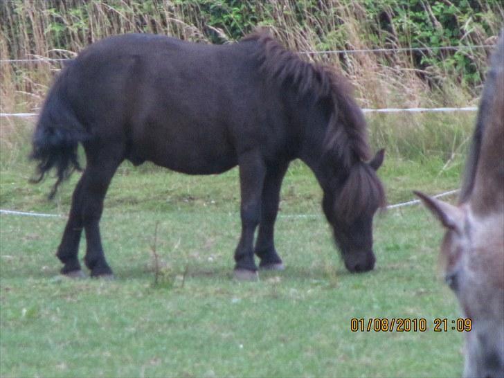 Shetlænder Lukas  billede 8