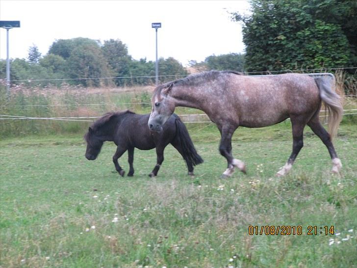 Shetlænder Lukas  billede 9