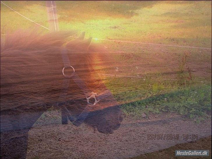 Shetlænder Lukas  - Lukas solnedgang :D Person der lavede det: - maja - Tak ;D<3 billede 10