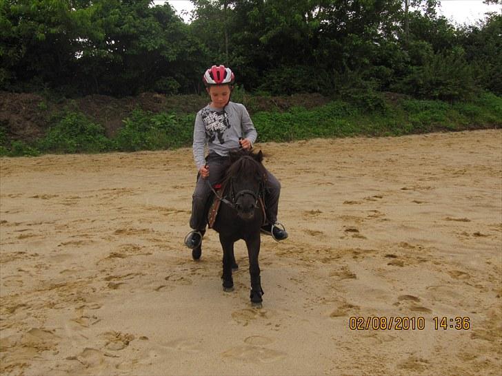 Shetlænder Lukas  - Min lillebror rider en skridttur på Lukas ;D billede 11