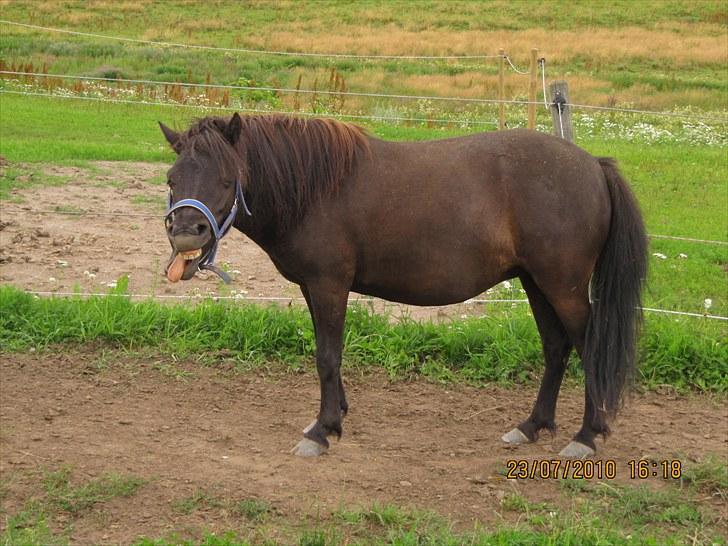 Shetlænder Madonna *Mia* - Hejsa:) Velkommen til Mia,s profil. Læg gerne en bedømmelse og/eller en kommentar på vejen ;D<3  billede 1