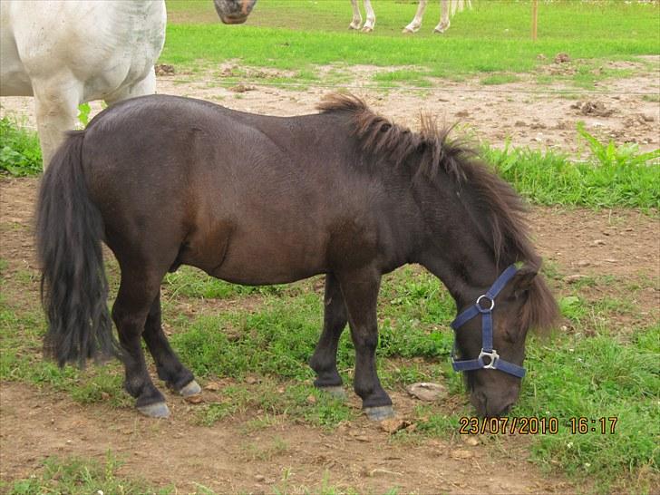 Shetlænder Madonna *Mia* - Hendes bedsteven Lukas C: billede 2