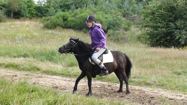 Shetlænder Madonna *Mia* billede 3