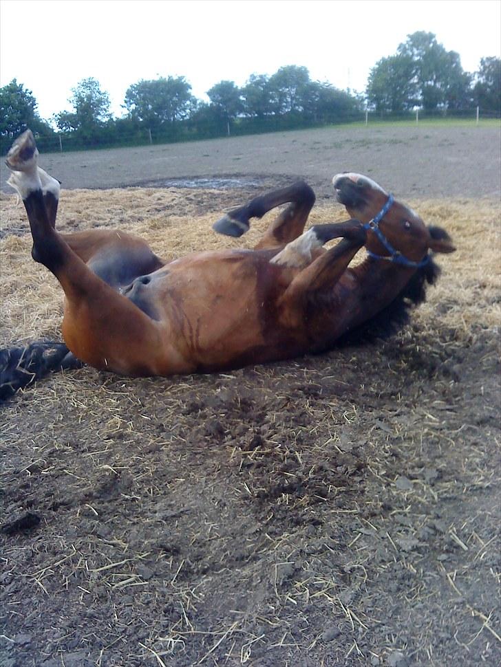 Anden særlig race Baron - Amazing horse :)
 billede 7