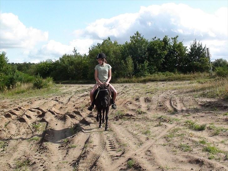 Shetlænder Madonna *Mia* billede 4