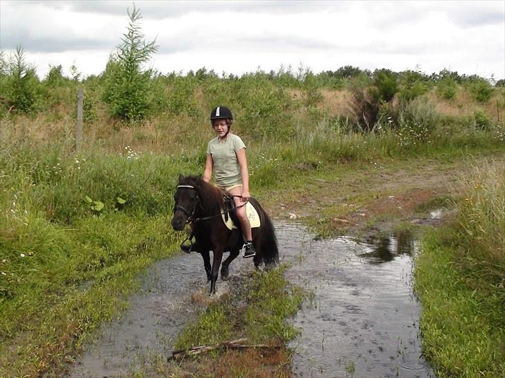 Shetlænder Madonna *Mia* billede 5