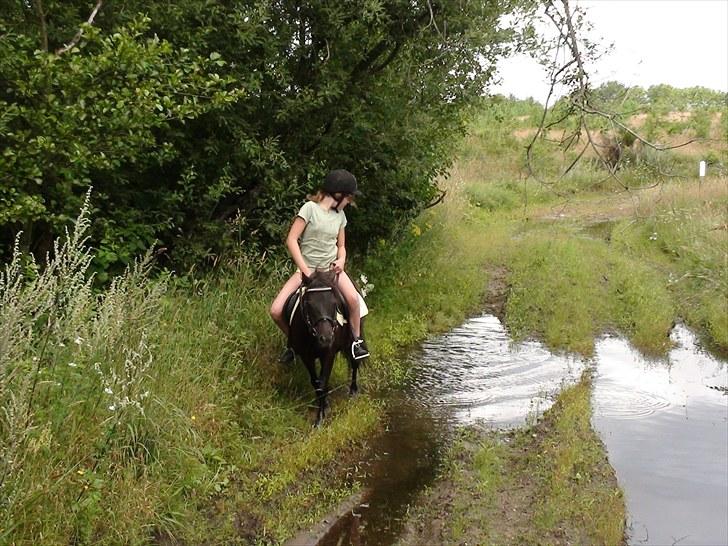 Shetlænder Madonna *Mia* billede 6