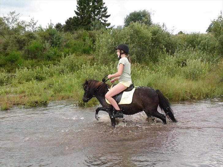 Shetlænder Madonna *Mia* - Min lille vandhund :D!! HUN EEELSKER DET :D billede 7
