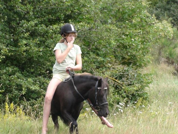 Shetlænder Madonna *Mia* - skovtur er hendes favorit emne i ridning:) Så rider et par ture på hende i ny og næ (:   billede 8