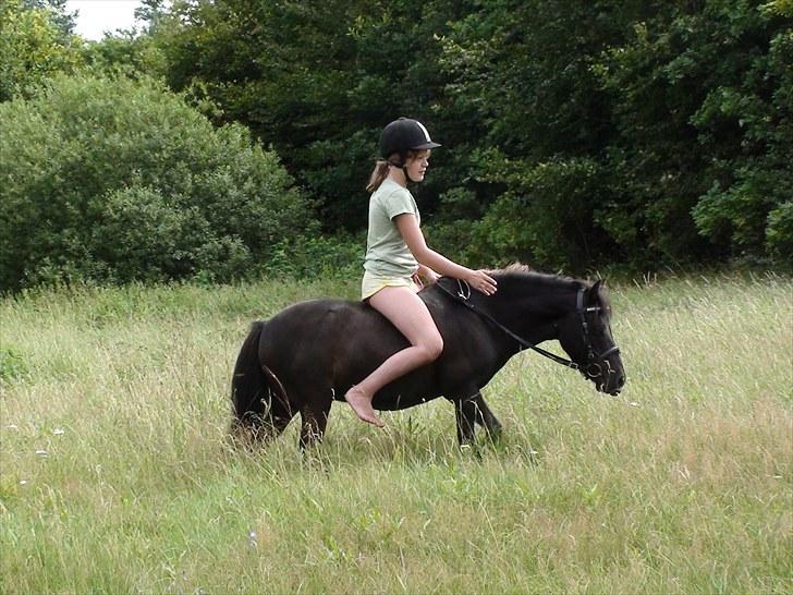 Shetlænder Madonna *Mia* - I naturen kan hun galopere med fuld skrue !! C: billede 9