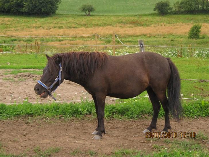 Shetlænder Madonna *Mia* - Endu et dejligt billede af Mia baben ;D<3<3 billede 10