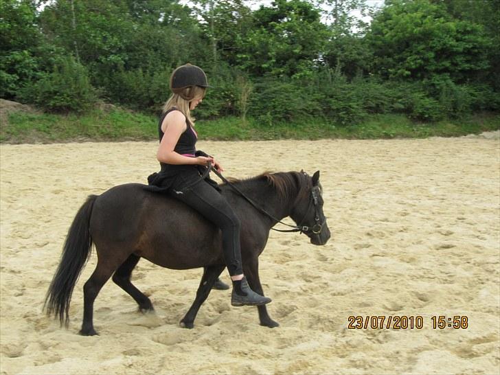 Shetlænder Madonna *Mia* billede 11