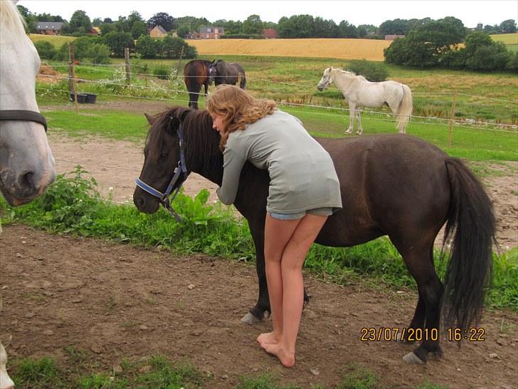 Shetlænder Madonna *Mia* - Eeelsker at blive nusset med :P billede 12