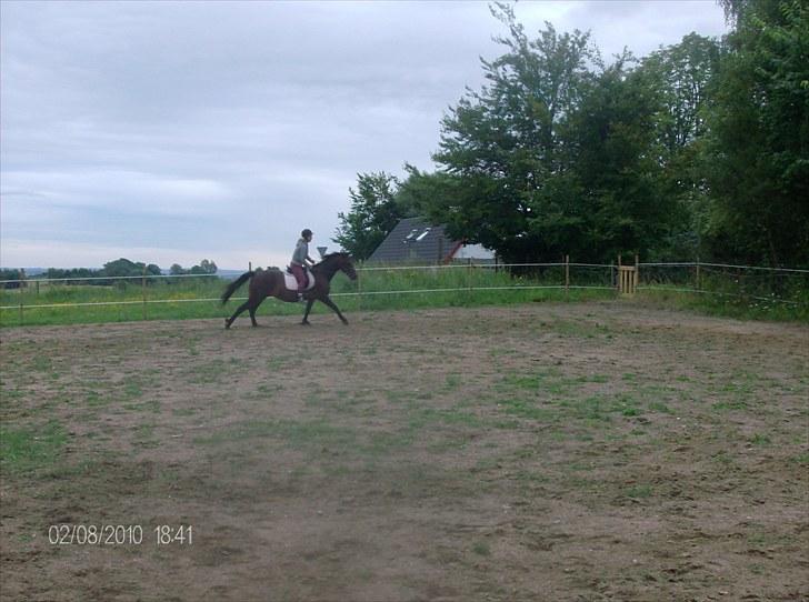 Traver Linda egely *rip* - så er der lige gallopen der endnu skal arbejdes lidt med  billede 15