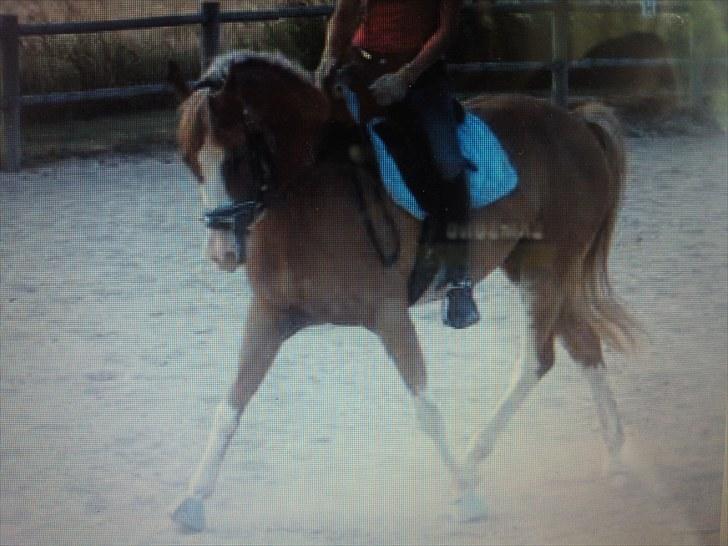 Hollandsk Sportspony Patser (Charlie) Solgt - Schenkelvigning (;<3 2010 .. billede 18