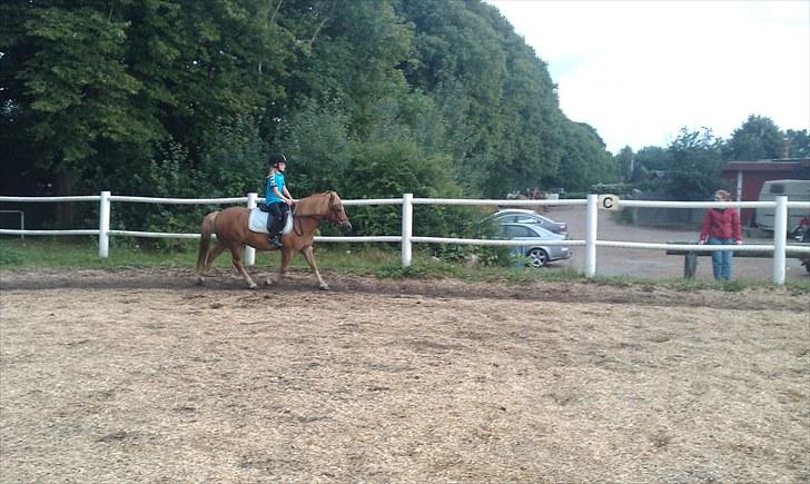 Anden særlig race Otto R.I.P. billede 13