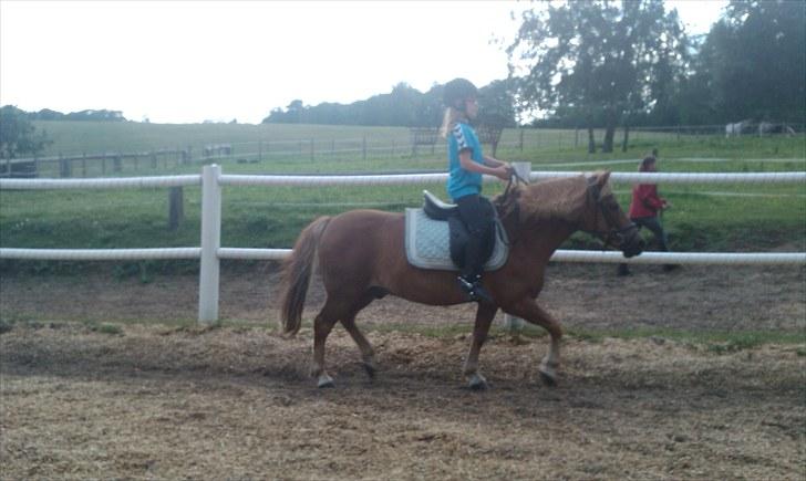 Anden særlig race Otto R.I.P. billede 14