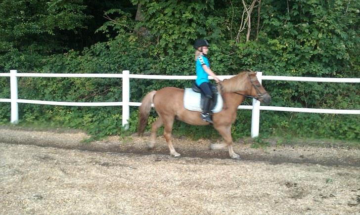 Anden særlig race Otto R.I.P. billede 15