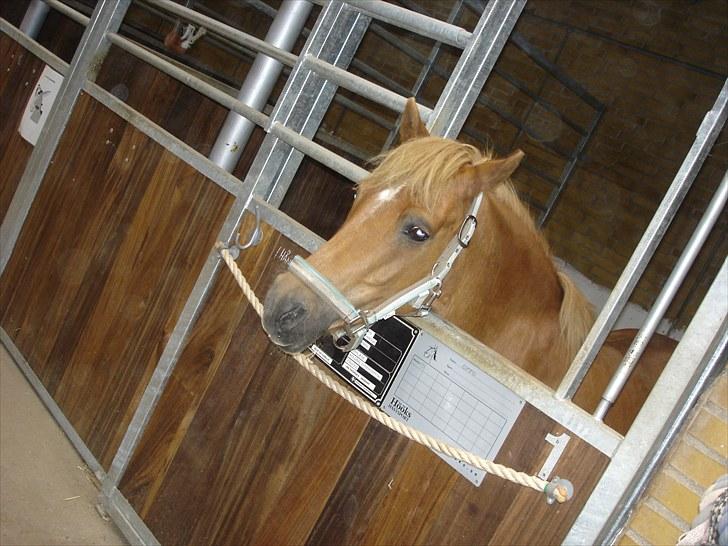 Anden særlig race Otto R.I.P. billede 16