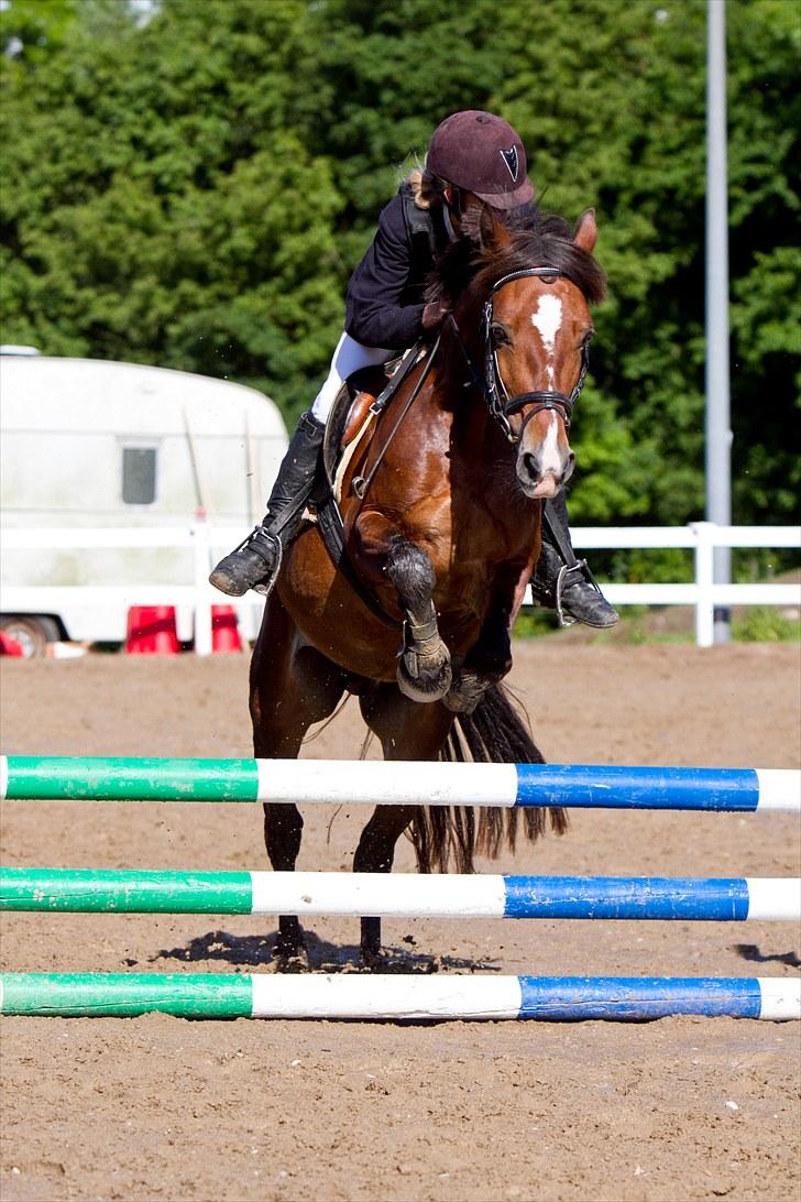 Welsh Cob (sec D) Fjordglimt KilKenny - Miq og smukke Kenni Til Vores 2. stævne i VOSK. billede 5