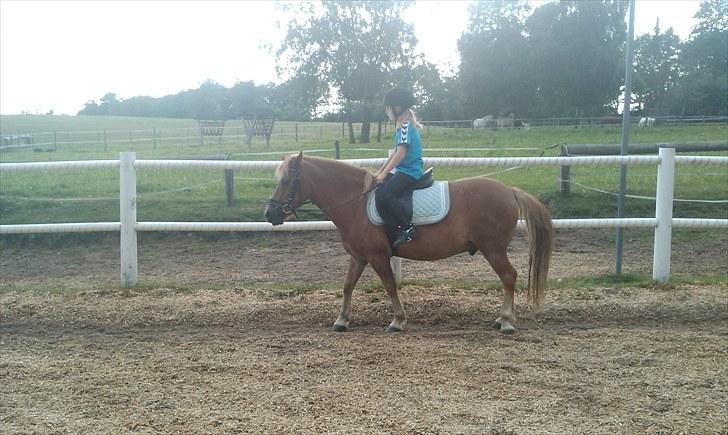 Anden særlig race Otto R.I.P. billede 18