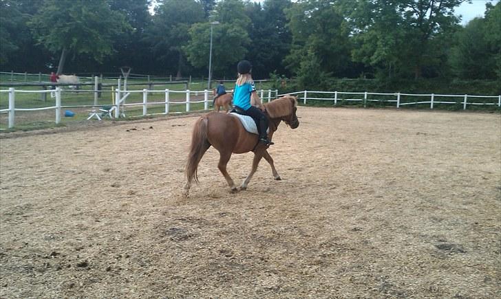 Anden særlig race Otto R.I.P. billede 20