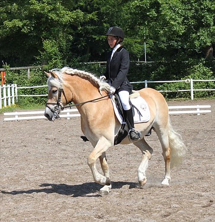 Haflinger Mistral - Mig og Misse til haflingerstævne i Haderslev:) billede 15