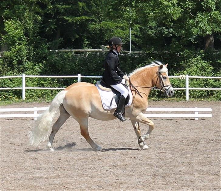 Haflinger Mistral - Haffestævne i Haderslev:) billede 16