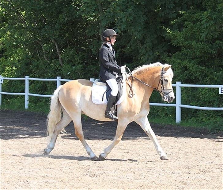 Haflinger Mistral - Haffestævne:D billede 17