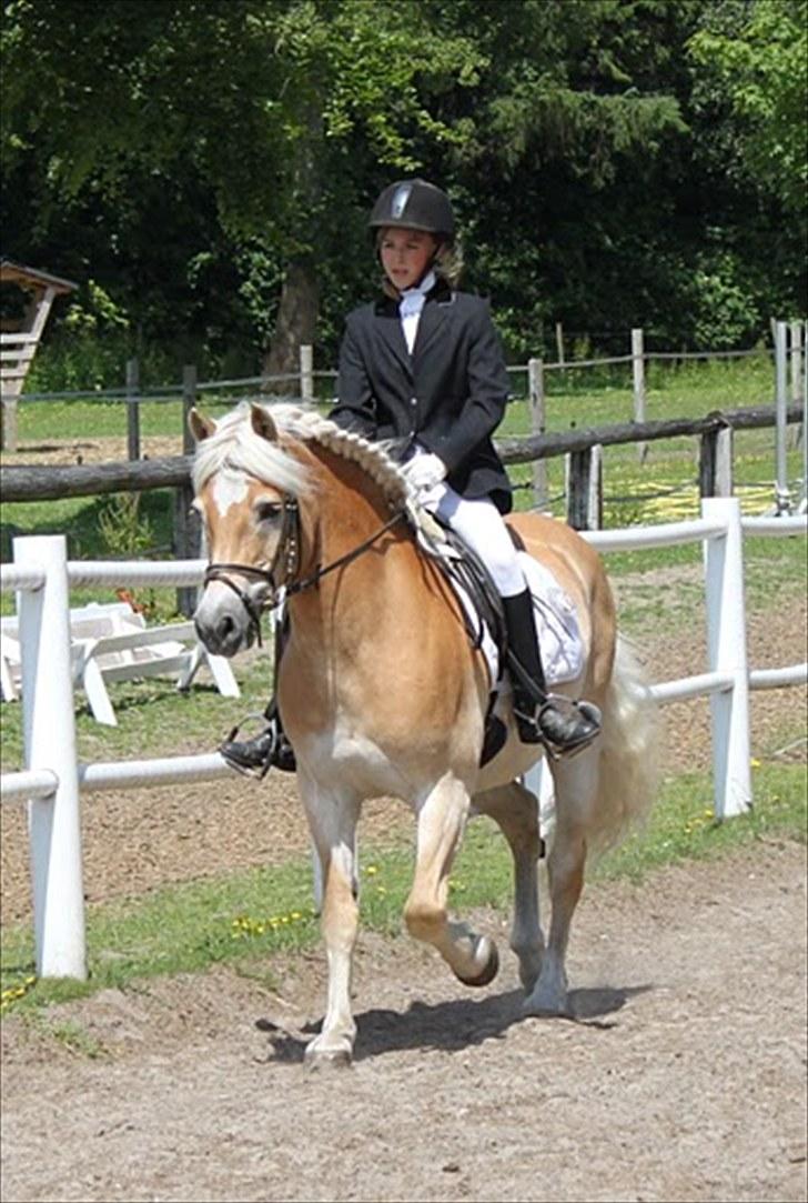 Haflinger Mistral - Haflingerstævne:)  billede 18