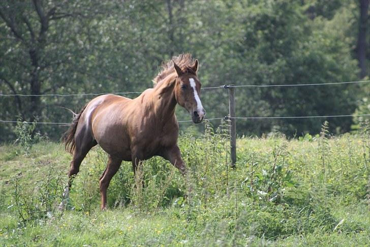 Hannoveraner Frau Split (Donna) billede 8