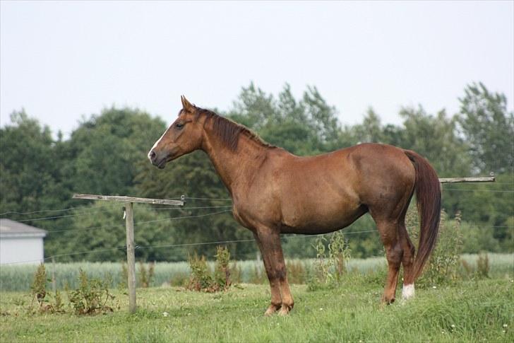 Hannoveraner Frau Split (Donna) billede 9