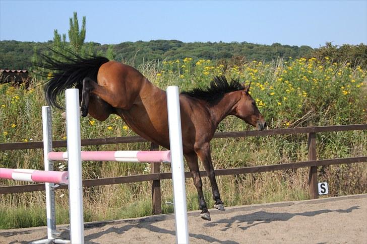 Anden særlig race Time and Patience - hihi tappy hopper <3 billede 2