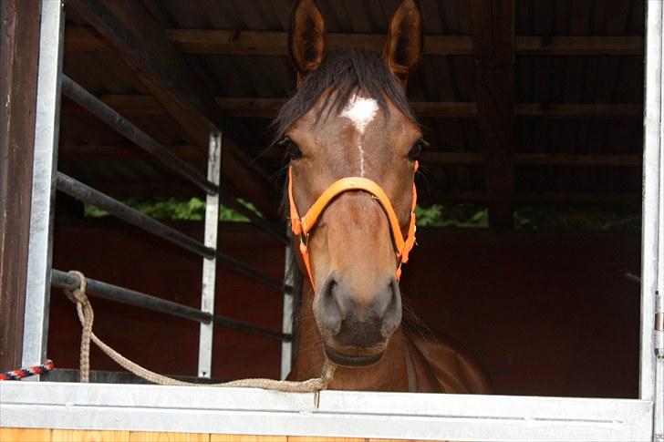 Anden særlig race Time and Patience - tappy på pederslyst <3 billede 3