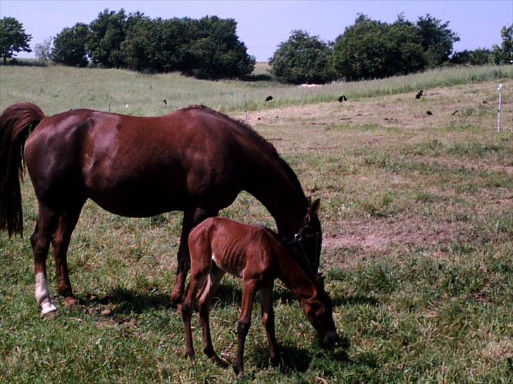 Hannoveraner Frau Split (Donna) - en stolt mor med sit ny fødte føl.. (billedet er fra år 2007) billede 12