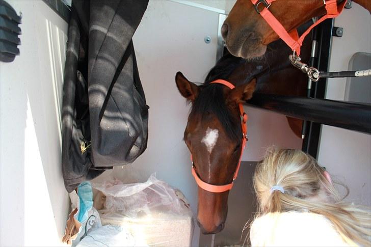 Anden særlig race Time and Patience - tappy i trailer - ´er der ikke lidt mere hø?´ spørger tappy <3  billede 4