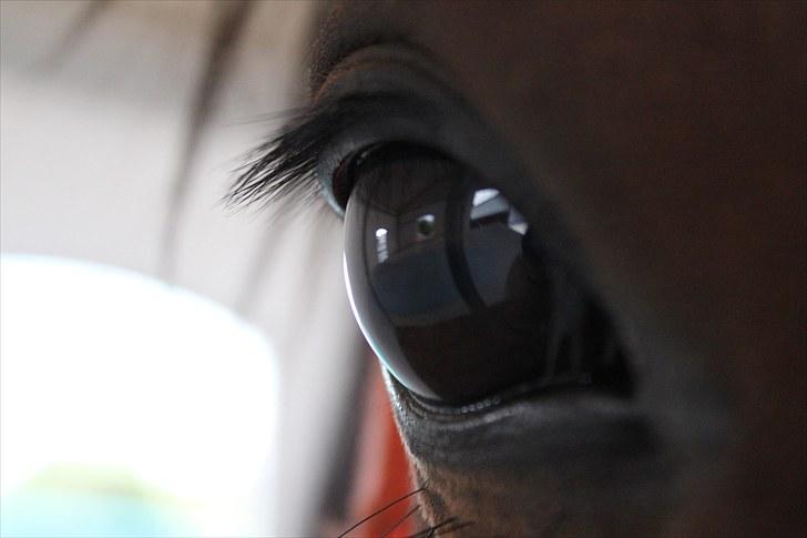 Anden særlig race Time and Patience - et smukt øje på en smuk hest <3 billede 12