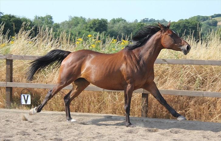 Anden særlig race Time and Patience - en udstrakt tappy i galop <3 billede 15