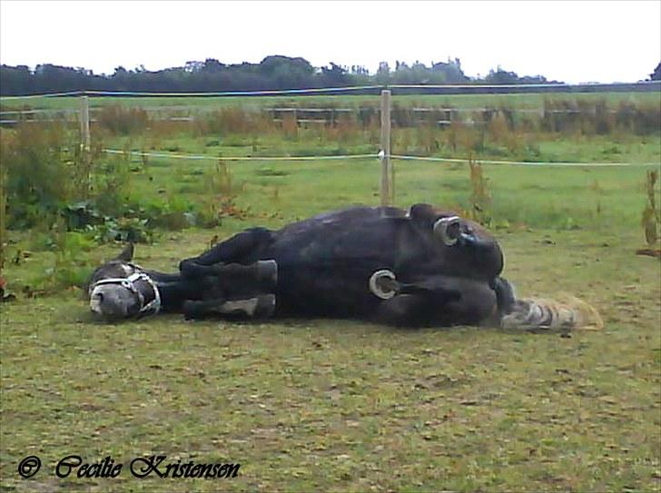 New Forest | Lundemarksgårds C. Ance *B-PONY* - [12] "nøj hvor er det dejligt at slappe af, efter en hård undervisning! ;-) - På fold. billede 12