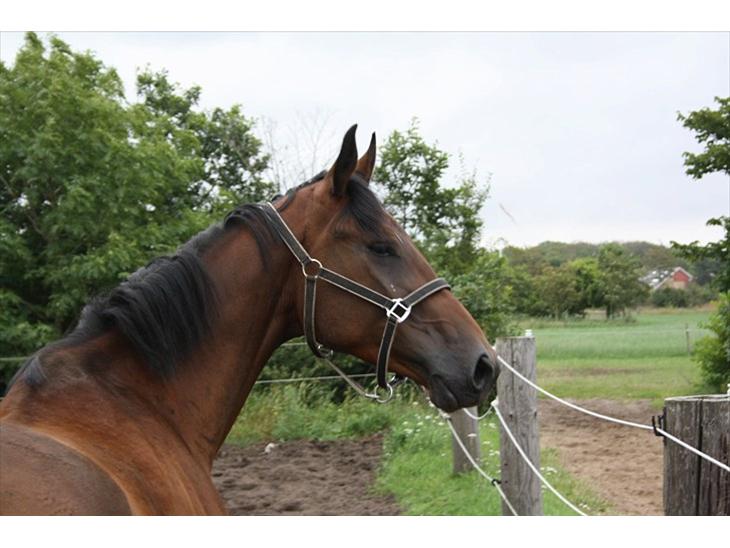 {{currentPhoto.altText}} billede {{currentPhoto.number}}