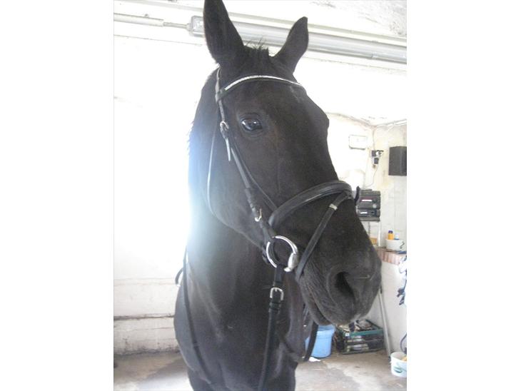 {{currentPhoto.altText}} billede {{currentPhoto.number}}