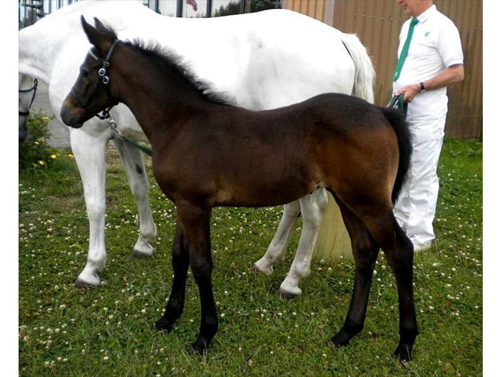 {{currentPhoto.altText}} billede {{currentPhoto.number}}