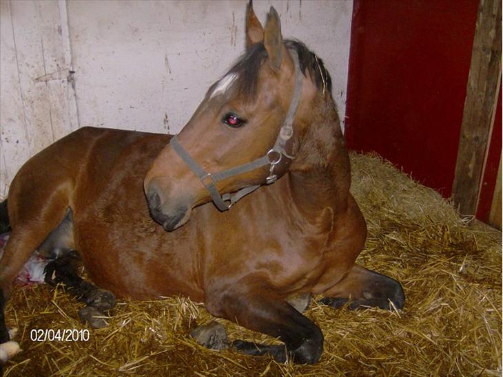 {{currentPhoto.altText}} billede {{currentPhoto.number}}