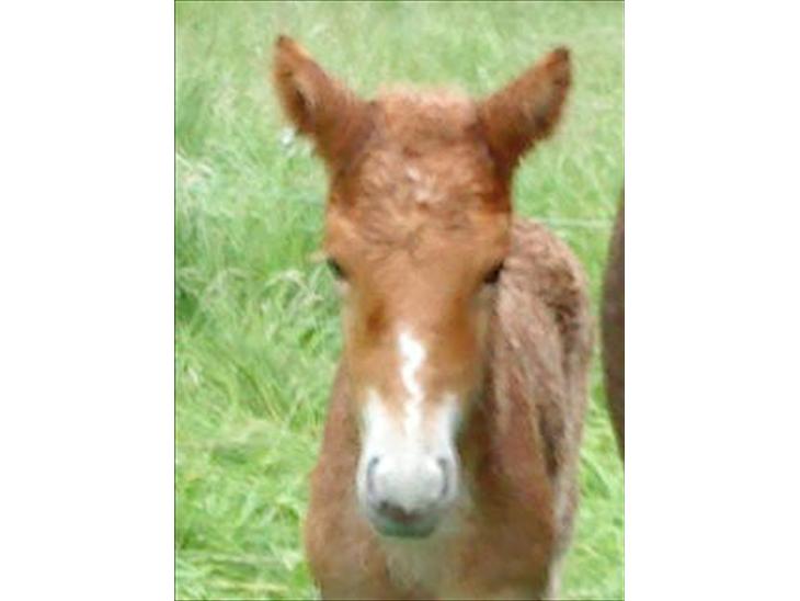 {{currentPhoto.altText}} billede {{currentPhoto.number}}