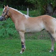 Haflinger Nordan's Wariella