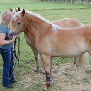 Haflinger Nordan's Wariella