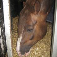 Welsh Pony af Cob-type (sec C) Maylie selwyn - hingst